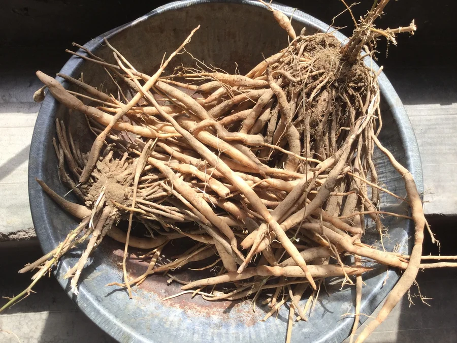 the first jadan shataavari root 1200